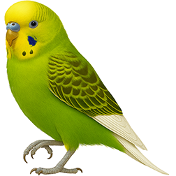Clearflight Pied Budgies